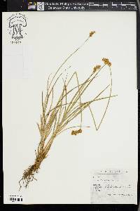 Carex leporina image