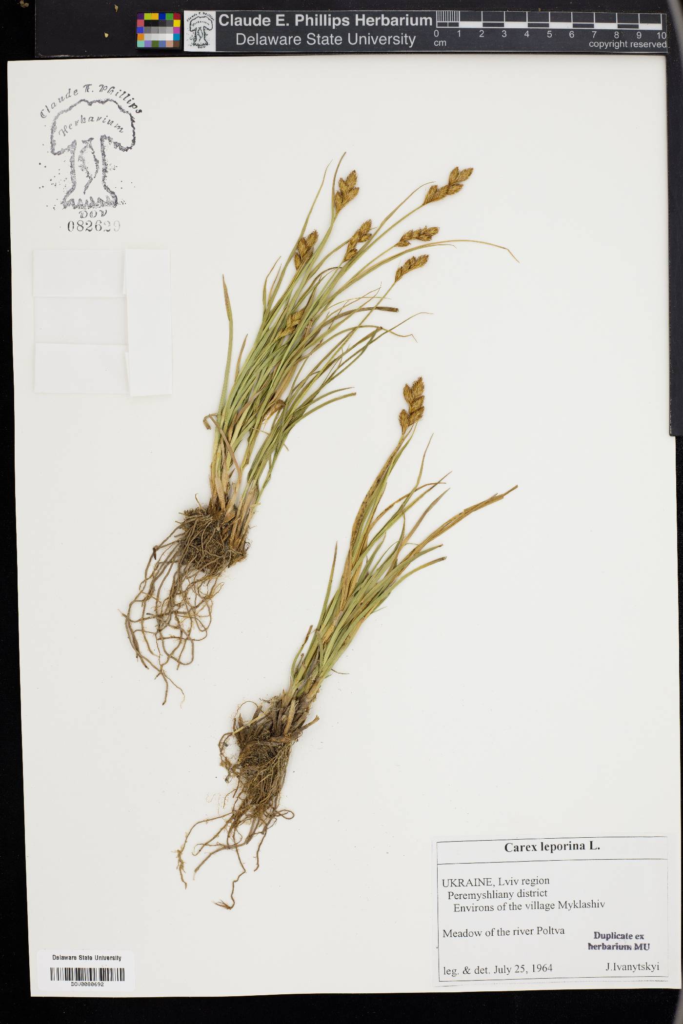 Carex leporina image