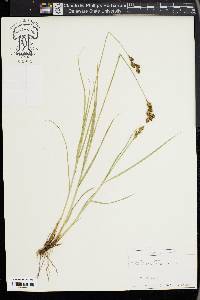 Carex leporina image