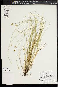 Carex leavenworthii image