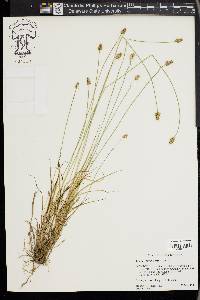 Carex leavenworthii image