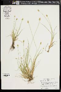 Carex leavenworthii image