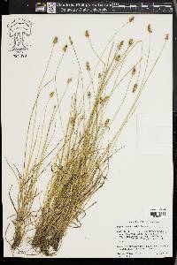 Carex leavenworthii image