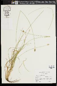 Carex leavenworthii image