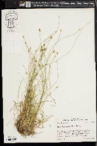 Carex leavenworthii image