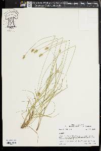 Carex leavenworthii image