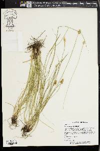 Carex leavenworthii image