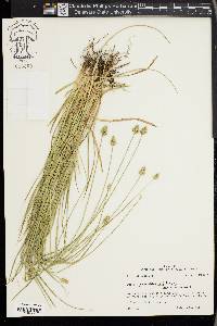 Carex leavenworthii image