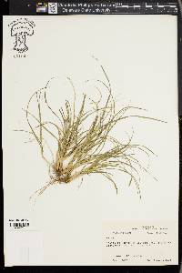 Carex leavenworthii image