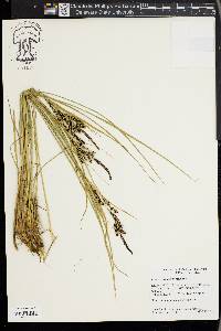 Carex lenticularis image