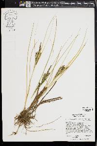 Carex lenticularis image