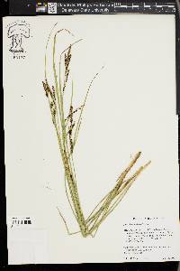 Carex lenticularis image