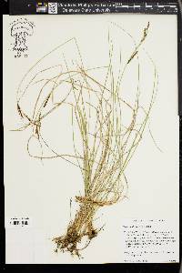 Carex lenticularis image