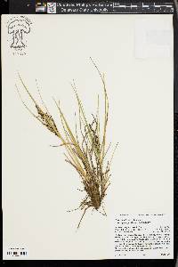 Carex lenticularis image