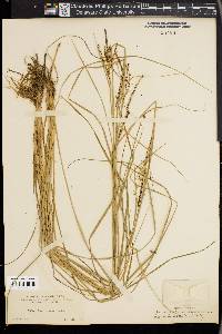 Carex lenticularis image