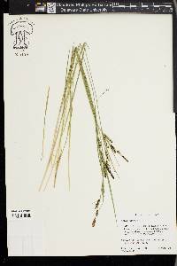 Carex lenticularis image