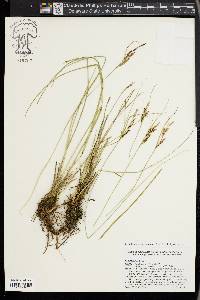 Carex lenticularis image