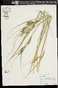 Carex lenticularis image