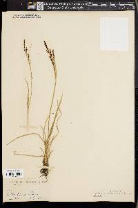 Carex lenticularis image