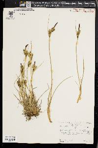 Carex lenticularis image