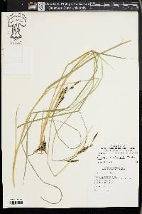 Carex lenticularis image