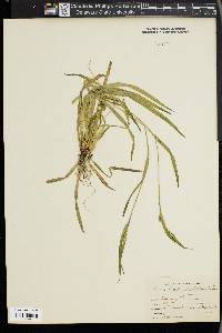 Carex leptonervia image