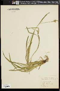 Carex leptonervia image