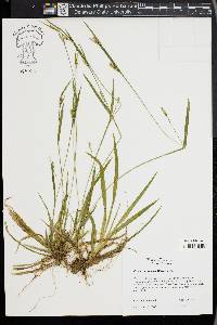 Carex leptonervia image