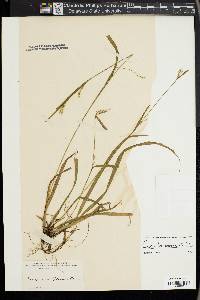 Carex leptonervia image