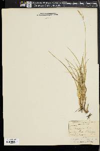 Carex leucodonta image