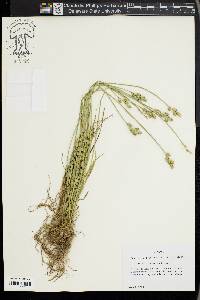 Carex longii image