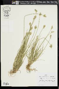 Carex longii image