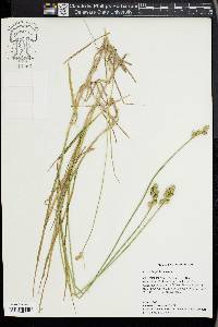 Carex longii image