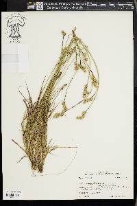 Carex longii image