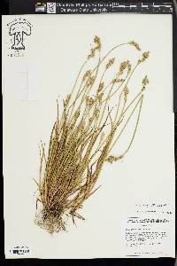 Carex longii image