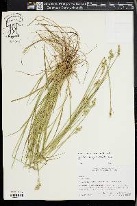 Carex longii image