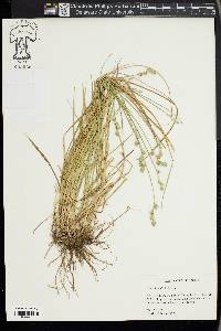 Carex longii image