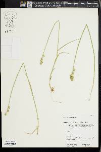 Carex longii image