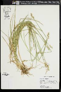 Carex longii image