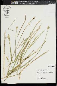 Carex longii image