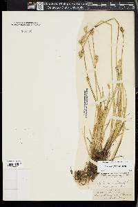 Carex longii image