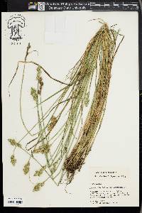 Carex longii image