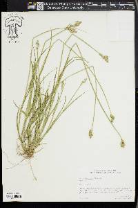 Carex longii image