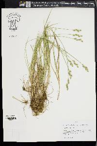 Carex longii image