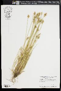 Carex longii image