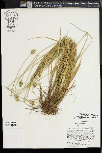 Carex longii image