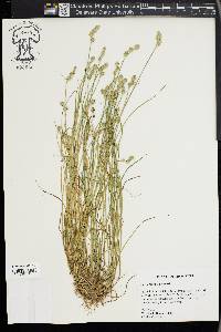 Carex longii image