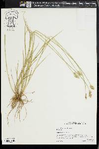 Carex longii image