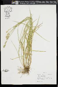 Carex longii image