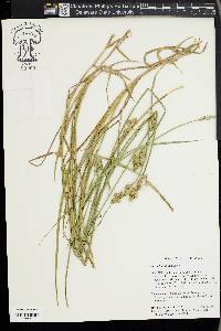 Carex longii image